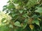 Wild chinese parasol tree with tiny flora