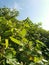 Wild chinese parasol tree with tiny flora