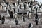 Wild chinstrap penguin