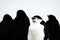 Wild chinstrap penguin