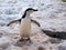 Wild Chinstrap Penguins in Antarctica