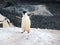 Wild Chinstrap Penguins in Antarctica