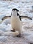 Wild Chinstrap Penguins in Antarctica