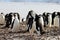 Wild chinstrap penguins, Antarctica