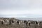 Wild chinstrap penguins, Antarctica