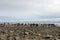 Wild chinstrap penguins, Antarctica