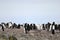 Wild chinstrap penguins, Antarctica