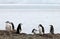 Wild chinstrap penguins, Antarctica