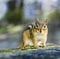 Wild chipmunk