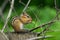 Wild chipmunk eating