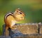 Wild chipmunk eating nut