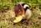 Wild Chipmunk eating a potato chip