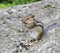 Wild chipmunk eats seeds.