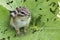 Wild chipmunk in Hokkaido, Japan