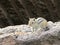 Wild Chipmunk sits on the stones close