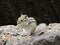 Wild Chipmunk sits on the stones close