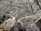 Wild Chipmunk sits on the stones close