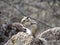 Wild Chipmunk sits on the stones close