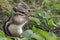 Wild chipmunk sitting on grass eating peanut