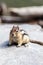 Wild Chipmunk (Tamias Striatus)