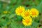 Wild chrysanthemum