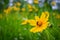 Wild chrysanthemum and bee