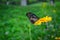 Wild chrysanthemum and butterfly