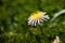 Wild chrysanthemum , grass, bloom.