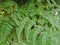 Wild cinnamon fern plant