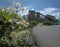 Wild clematis in industrial estate, Flums, Switzerland