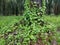 Wild climbing or twining vine weed in the plantation