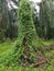 Wild climbing or twining vine weed in the plantation