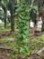 Wild climbing or twining vine weed in the plantation