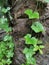 Wild climbing or twining vine weed in the plantation