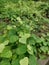 Wild climbing or twining vine weed in the plantation