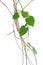 Wild climbing vines, liana with heart-shaped green leaves isolated on white background, clipping path included. Cowslip creeper t