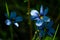 Wild close-up small blue flower macro photography