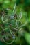 Wild closeup fringed willowherb in forest