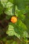 Wild cloudberry.