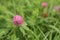 Wild clover in bloom with vibrant green grass and pink clover blossom