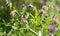 Wild clover flowers in backyard, garden or meadow - still-life