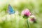 Wild clover flowers and blue butterfly macro