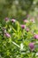 Wild clover flowers in meadow- blurry effect for nature background