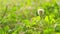 Wild clover. Green clover field green lucky background.