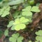 Wild Clover growing in a pot