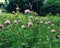 Wild clovers in a field