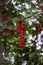 Wild cluster berries born from a wild plant