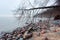 Wild coast of the Baltic sea, rocky seashore and fallen tree