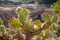 Wild coastal cactus in the Algarve