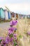 Wild coastal flowers and beach huts